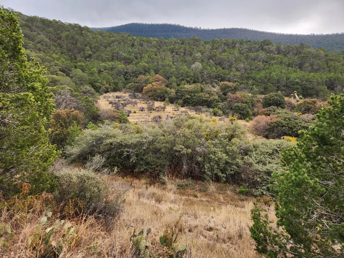 Terreno en Venta en Cañon de las Alazanas Arteaga Coahuila Terreno en Venta en Cañon de las Alazanas Arteaga Coahuila