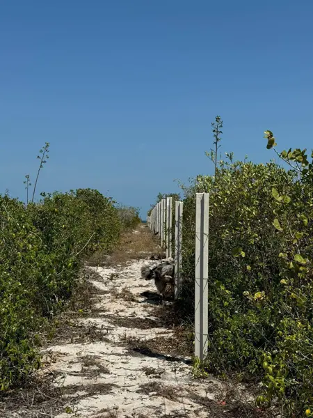 Terreno en venta en San Crisanto, Sinanché — foto 3 de 11