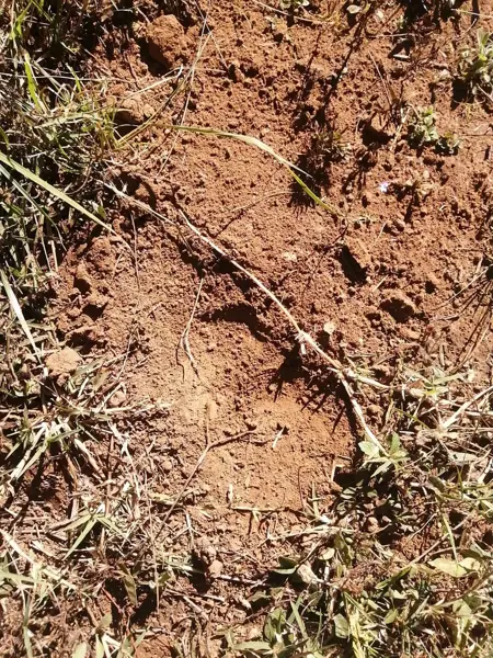 Terreno en venta en San Miguel Nocutzepo, Erongarícuaro — foto 2 de 4