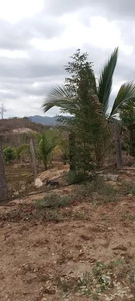 Terreno en venta en El Tuito, Cabo Corrientes — foto 2 de 6
