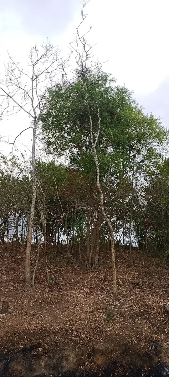 Terreno en venta en El Tuito, Cabo Corrientes — foto 1 de 6