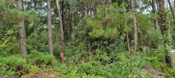 Terreno en venta en Avandaro, Valle de Bravo — foto 2 de 13