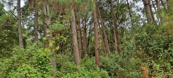 Terreno en venta en Avandaro, Valle de Bravo — foto 3 de 13