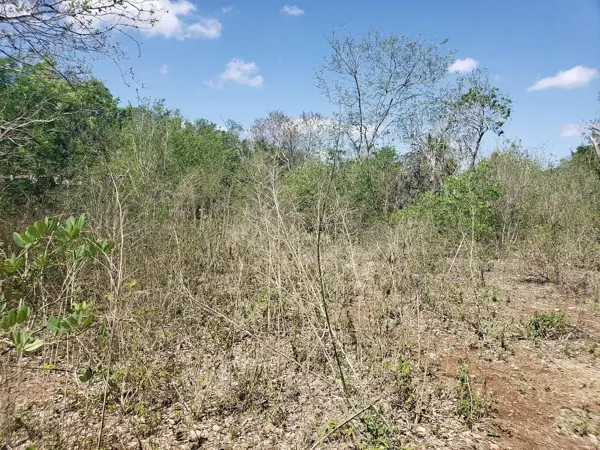 Terreno en venta en Motul de Carrillo Puerto Centro, Motul — foto 3 de 10