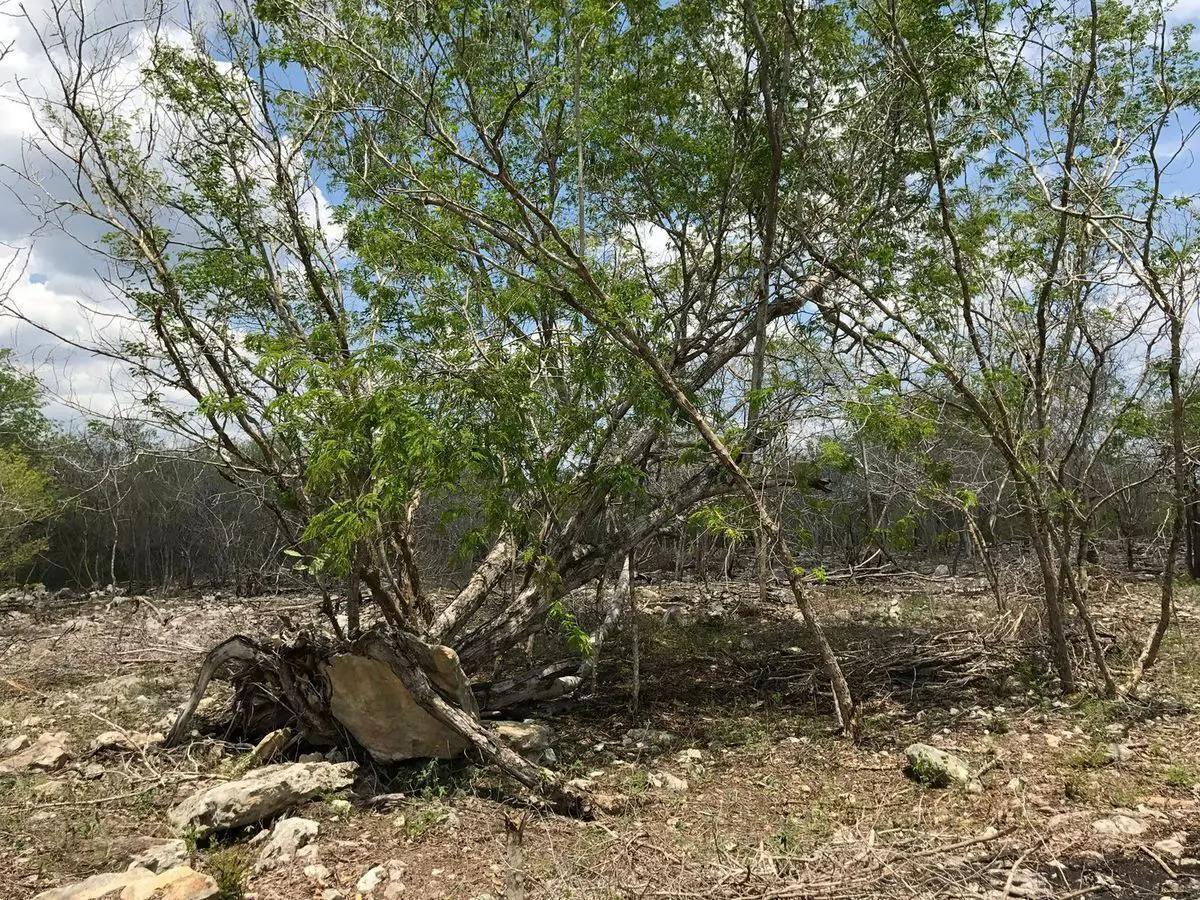 Terreno en venta en Xcunya, Mérida — foto 1 de 7