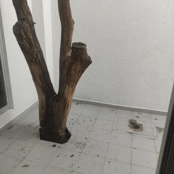 Casa en venta en Lomas del Pedregal, Tlalpan — foto 2 de 17