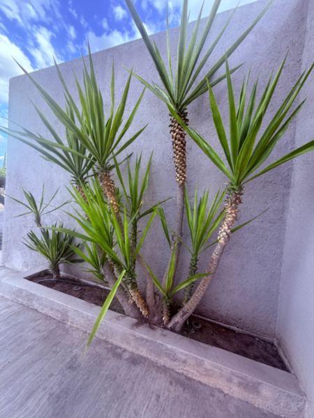 Casa en venta en Los Siller, Saltillo — foto 3 de 4