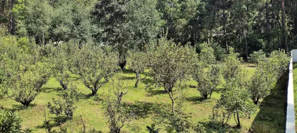 Terreno en venta en Avandaro, Valle de Bravo — foto 2 de 8