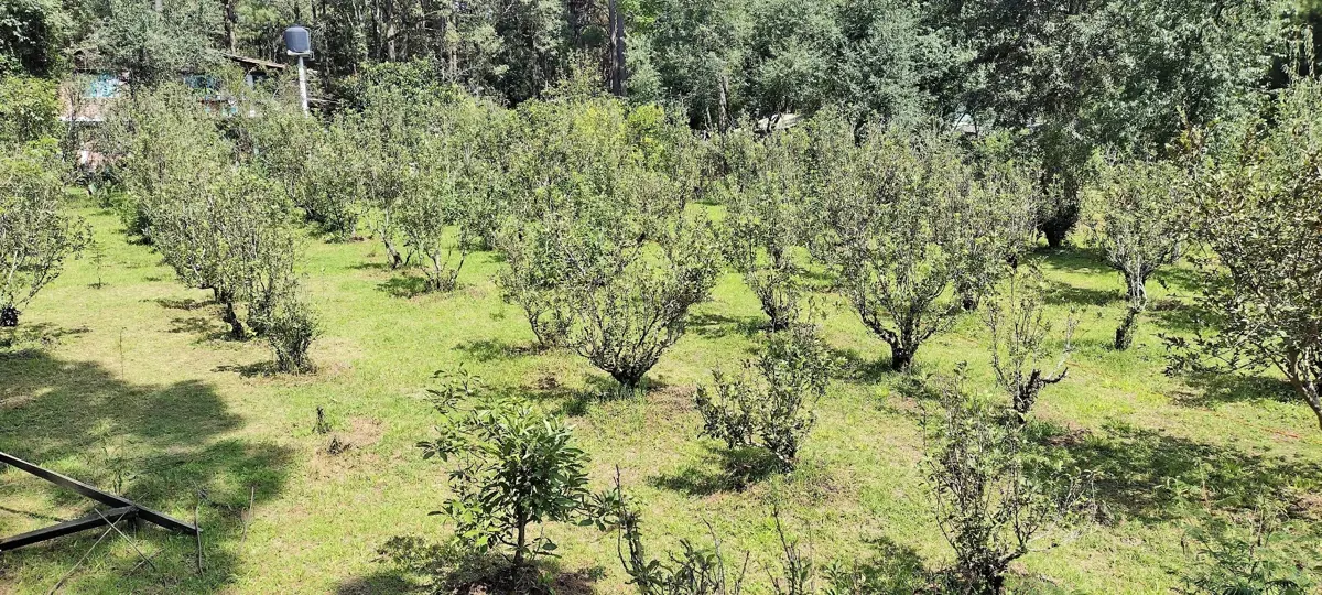 Terreno en venta en Avandaro, Valle de Bravo — foto 1 de 8