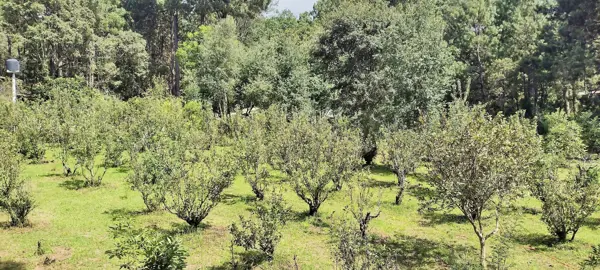 Terreno en venta en Avandaro, Valle de Bravo — foto 3 de 8