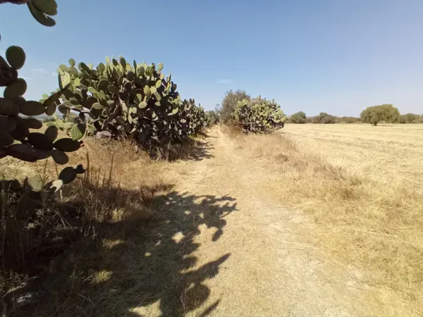 Terreno en venta en Morelos B, Nopaltepec — foto 3 de 10