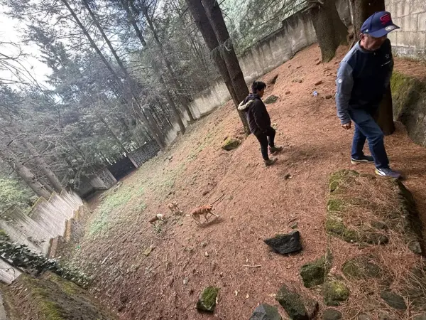 Terreno en venta en San Miguel Ajusco, Tlalpan — foto 3 de 8