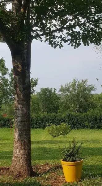 Terreno en venta en Loma Prieta, Montemorelos — foto 3 de 5