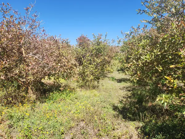 Finca-Rancho en venta en Malpaso, Calvillo — foto 3 de 15