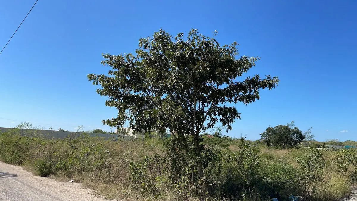 Terreno en venta en Temozon Norte, Mérida — foto 1 de 2