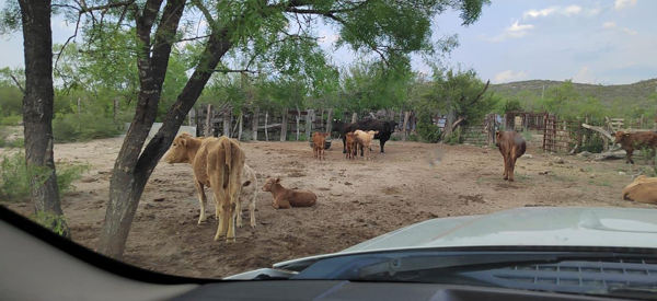 Finca-Rancho en venta en El Nogal, Sabinas — foto 3 de 3