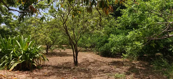 Terreno en venta en Ampliacion Covadonga, Chiapa de Corzo — foto 3 de 4