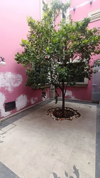 Casa en renta en El Parque de Coyoacan, Coyoacán — foto 2 de 21