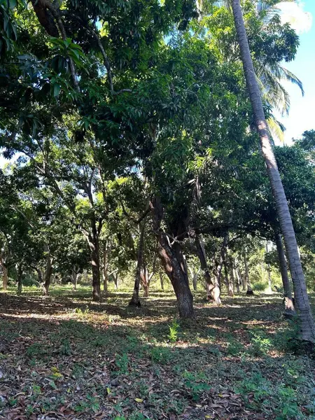 Finca-Rancho en renta en Nuevo, Petatlán — foto 3 de 10