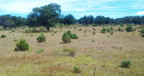 Terreno en venta en Atlangatepec, Atlangatepec — foto 2 de 12
