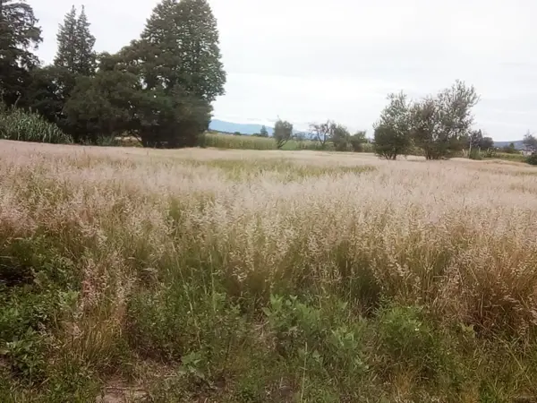 Terreno en venta en Yoalcoatl, La Magdalena Tlaltelulco — foto 2 de 5
