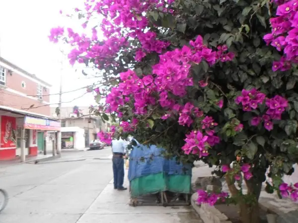 Edificio en venta en Talladores, Chimalhuacán — foto 2 de 5