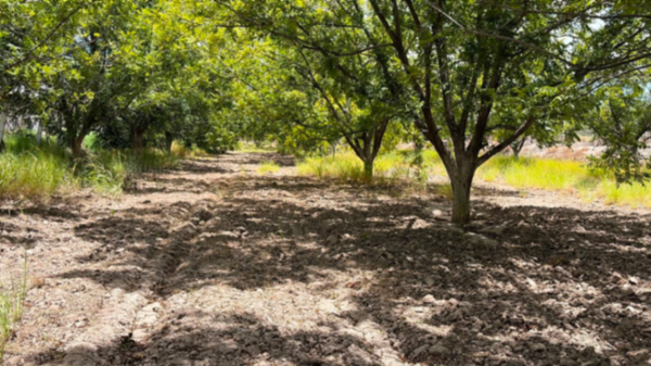 Terreno en venta en Urquizo, San Pedro — foto 3 de 11