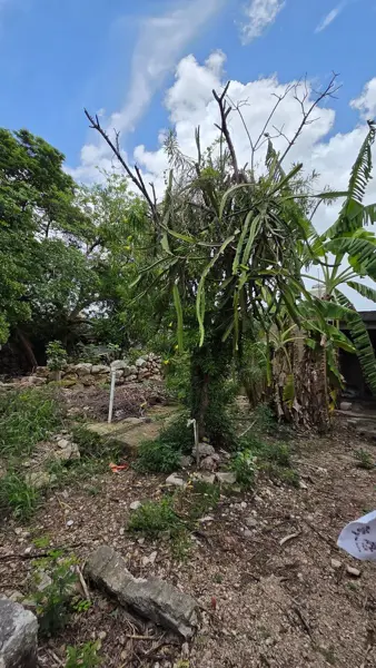 Terreno en venta en Mulchechen, Kanasín — foto 2 de 19