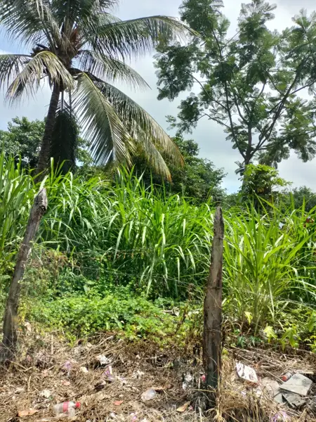 Terreno en venta en Teapa Centro, Teapa — foto 3 de 4