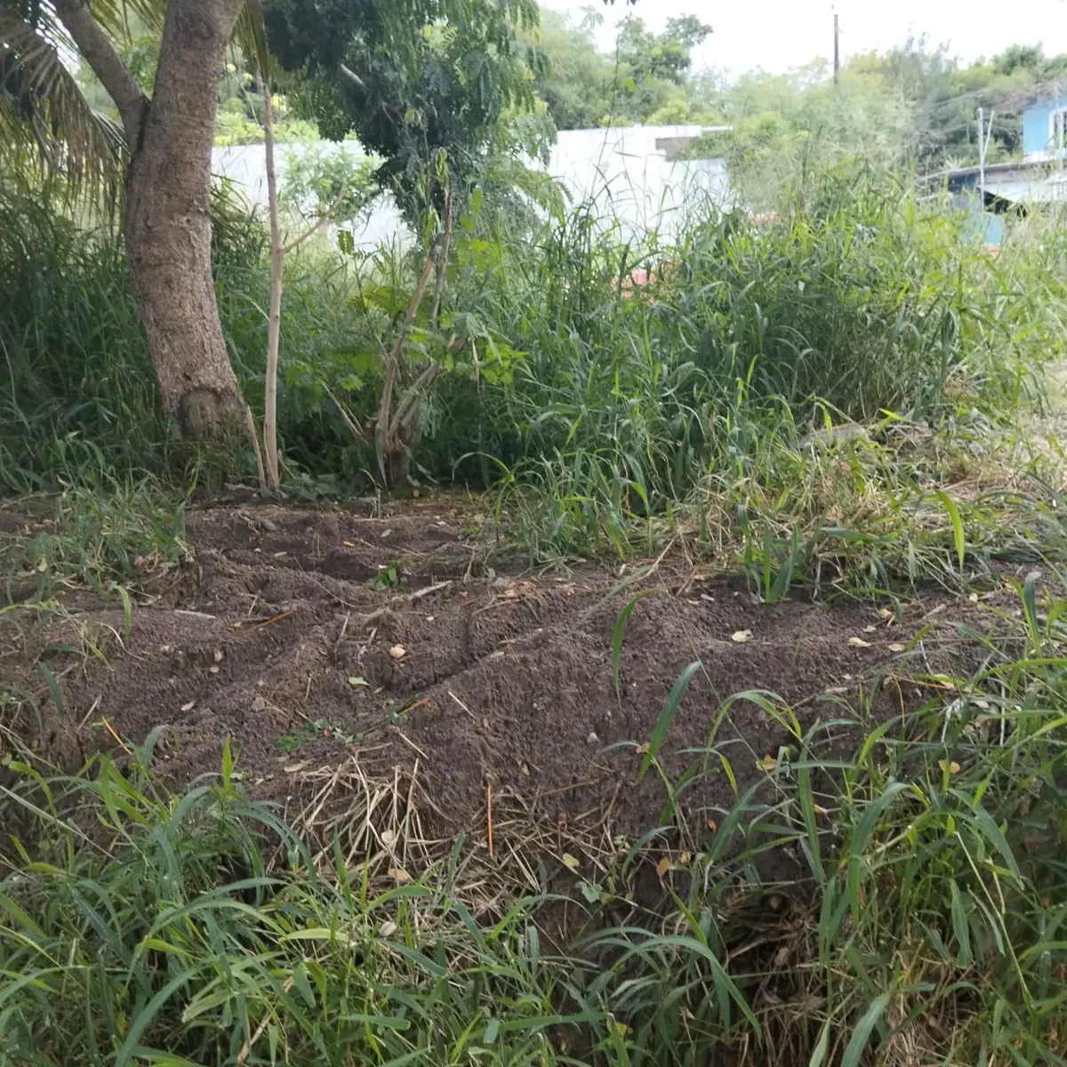 Terreno en venta en Lombardo Toledano, Veracruz — foto 1 de 6