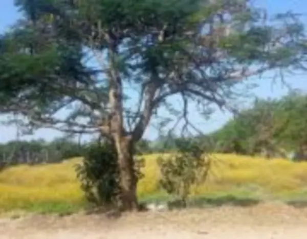 Terreno en venta en La Esperanza, Xochitepec — foto 3 de 4