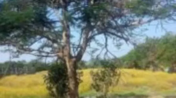 Terreno en venta en La Esperanza, Xochitepec — foto 2 de 4
