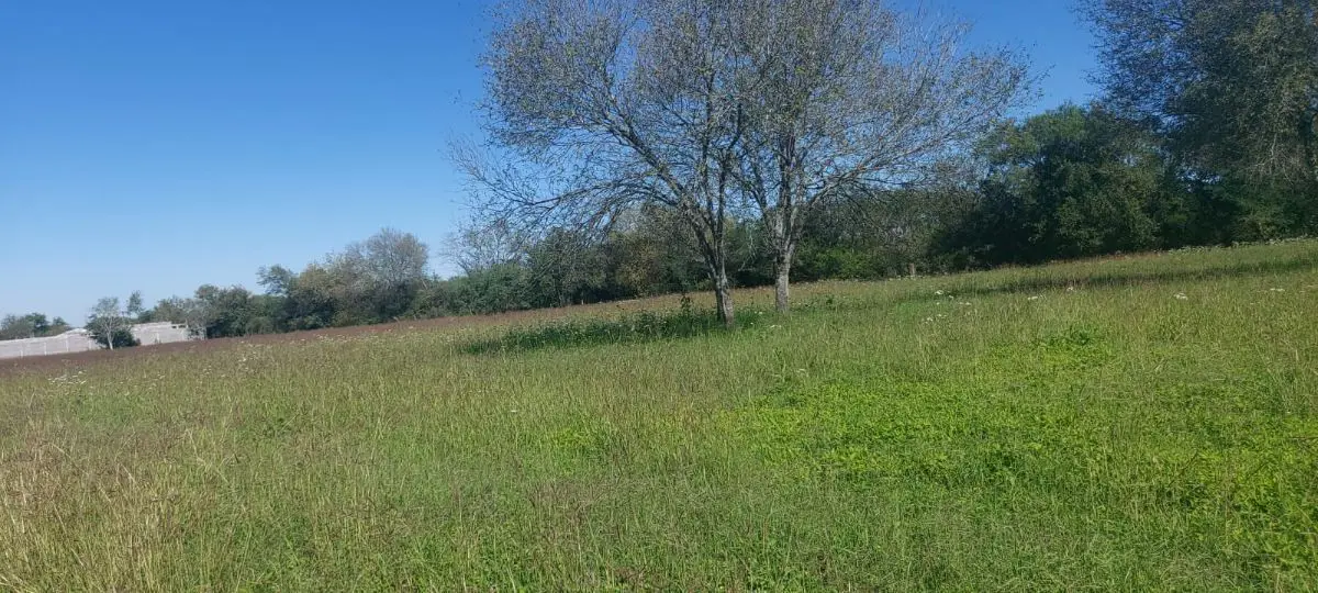 Terreno en venta en El Fraile, Montemorelos — foto 1 de 3