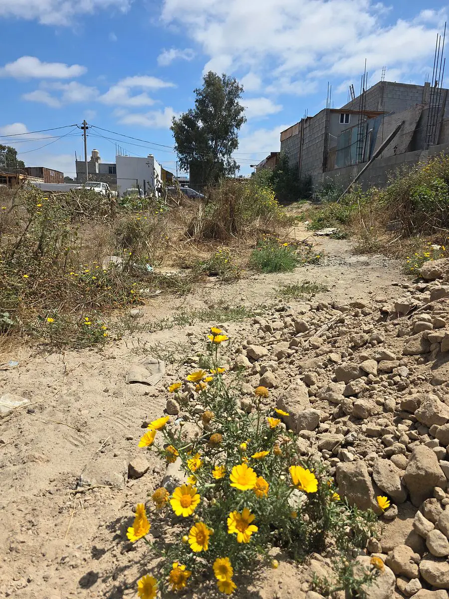 Terreno en venta en La Gloria, Tijuana — foto 1 de 5