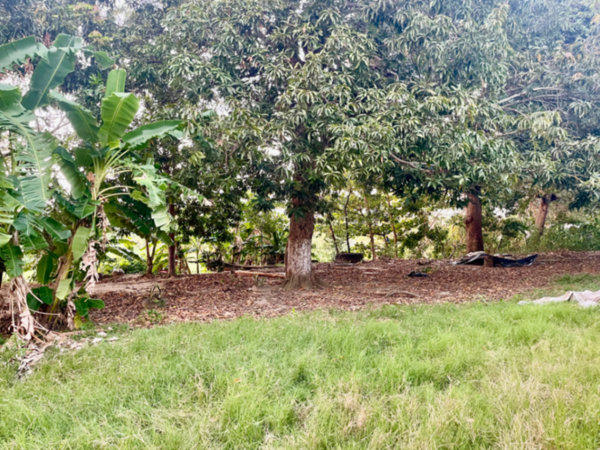 Terreno en renta en Buena Vista 2da. Sección, Centro — foto 3 de 10