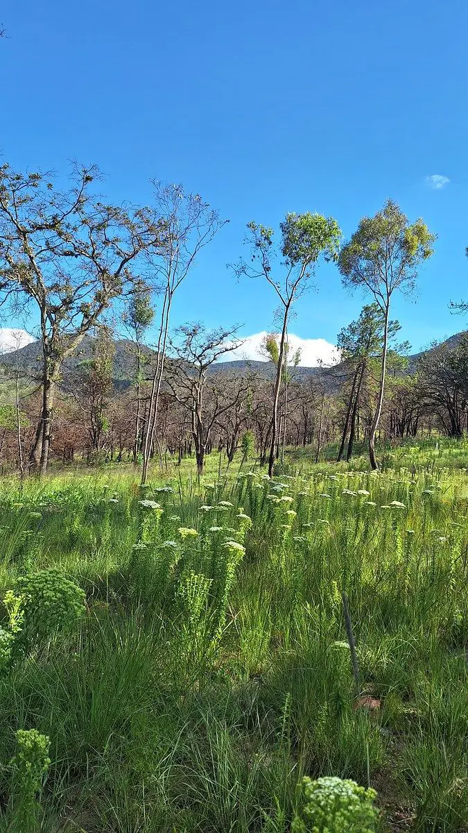 Terreno en venta en Huimilpan Centro, Huimilpan — foto 1 de 24