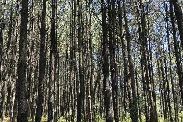 Terreno en venta en San José de los Encinos (Las Cabañas), Amealco de Bonfil — foto 2 de 14