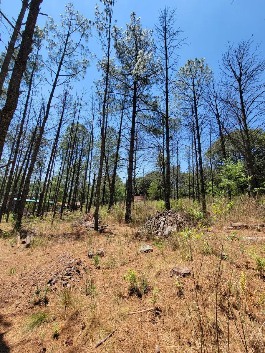 Terreno en venta en San José de los Encinos (Las Cabañas), Amealco de Bonfil — foto 1 de 14