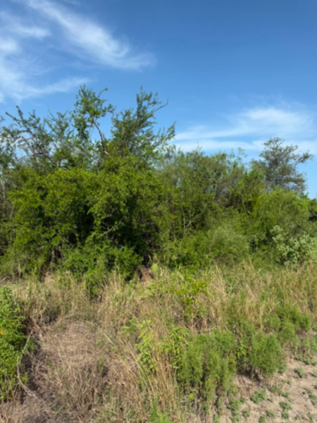 Terreno en venta en Dulces Nombres, Pesquería — foto 3 de 6