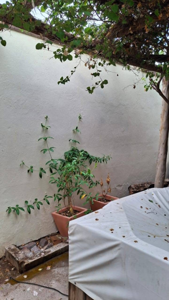 Casa en renta en Residencial Senderos, Torreón — foto 3 de 13