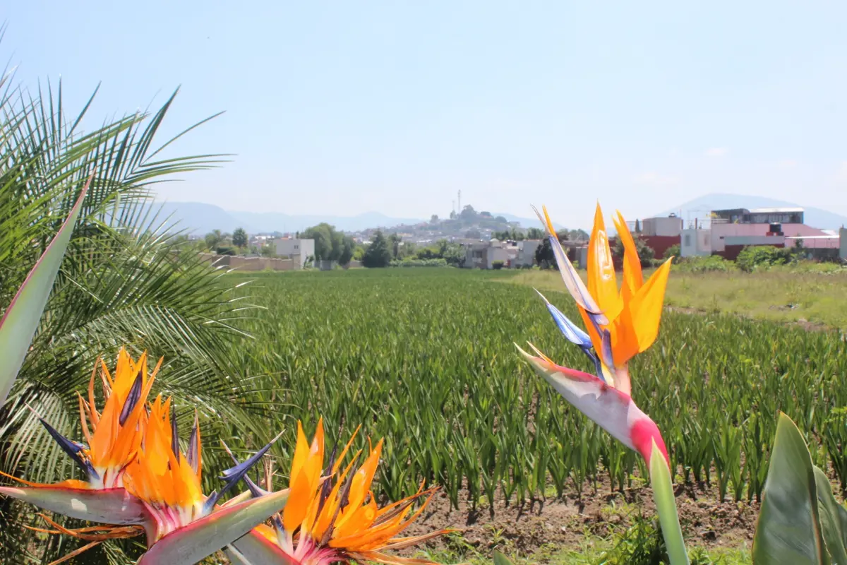 Terreno en venta en Las Monjas, Atlixco — foto 1 de 53