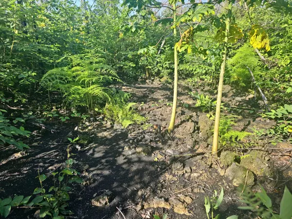 Terreno en venta en Sin colonia, Bacalar — foto 3 de 4