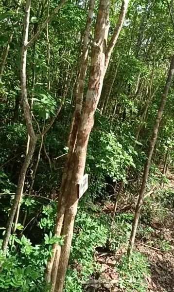 Terreno en venta en Cancún, Benito Juárez — foto 3 de 4