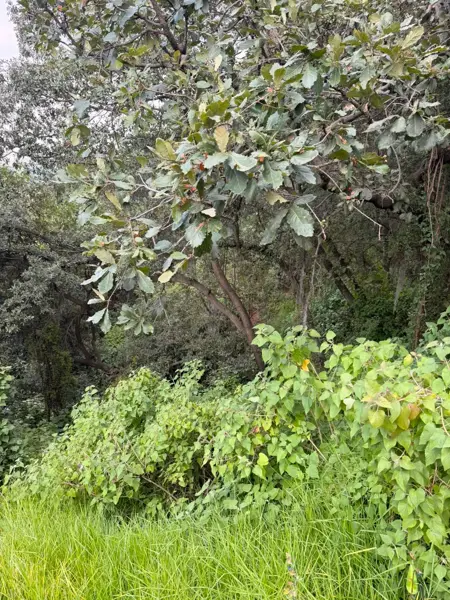 Terreno en venta en Condado de Sayavedra, Atizapán de Zaragoza — foto 3 de 9