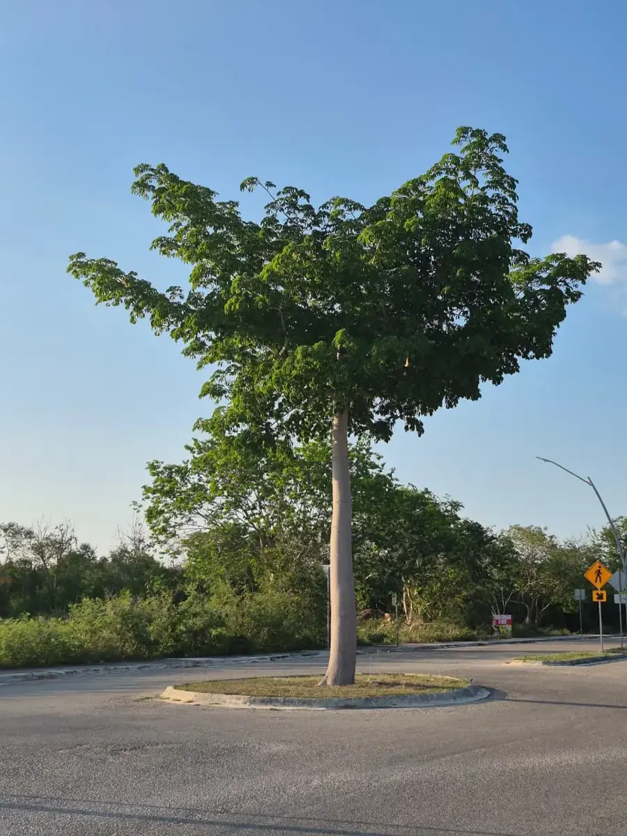 Terreno en venta en Cholul, Mérida — foto 1 de 10