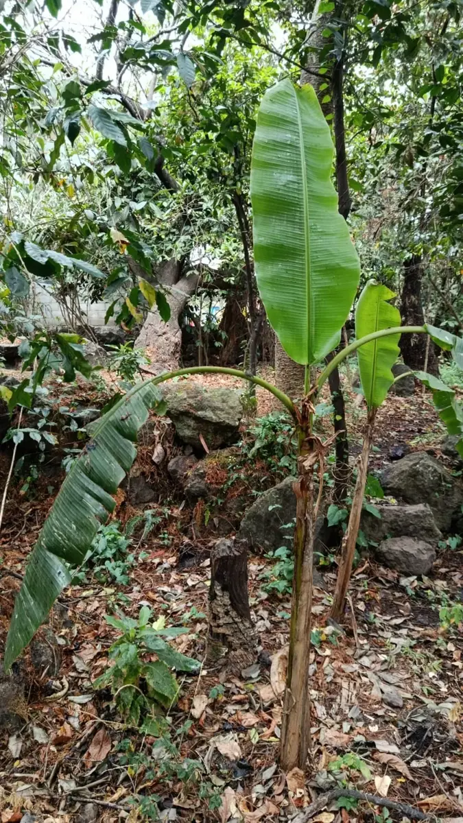 Terreno en venta en La Loma, Malinalco — foto 1 de 3