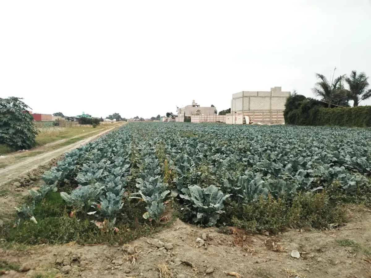 Terreno en venta en Zerezotla, San Pedro Cholula