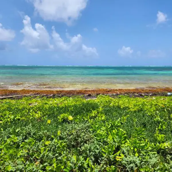 Terreno en venta en La Casona, Bacalar — foto 3 de 8