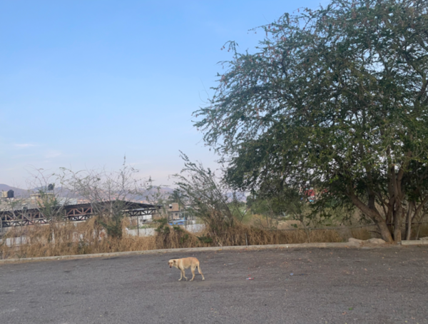 Terreno en renta en América, Chilpancingo de los Bravo — foto 2 de 3