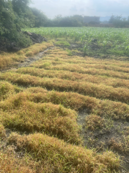 Terreno en venta en Acapatzingo, Cuernavaca — foto 3 de 8
